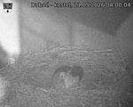 Capi_Dubne_20260521_040004.jpg