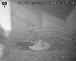 Capi_Dubne_20260521_041504.jpg