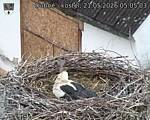 Capi_Dubne_20260521_050503.jpg