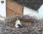 Capi_Dubne_20260521_051003.jpg