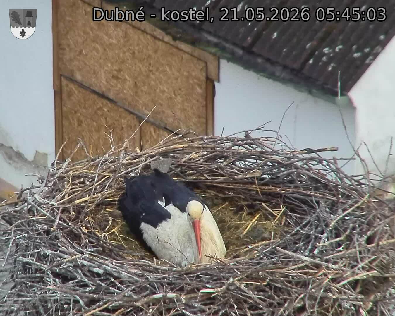 Capi_Dubne_20260521_054503.jpg (1350&nbsp;x&nbsp;1080)