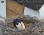 Capi_Dubne_20260521_054503.jpg