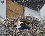 Capi_Dubne_20260521_055003.jpg