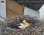 Capi_Dubne_20260521_060504.jpg