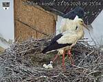 Capi_Dubne_20260521_062504.jpg