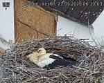 Capi_Dubne_20260521_063003.jpg