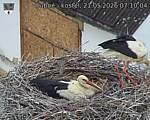 Capi_Dubne_20260521_071004.jpg