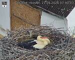 Capi_Dubne_20260521_074003.jpg