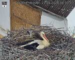 Capi_Dubne_20260521_080003.jpg