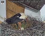 Capi_Dubne_20260521_080503.jpg