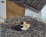 Capi_Dubne_20260521_081003.jpg