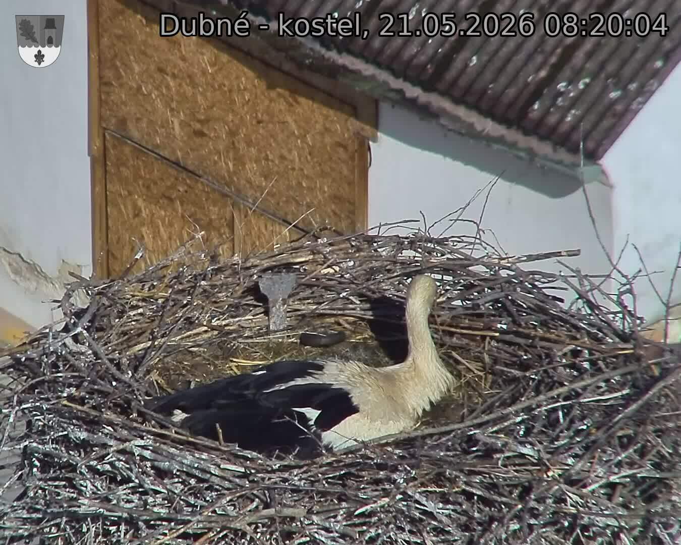Capi_Dubne_20260521_082004.jpg (1350&nbsp;x&nbsp;1080)
