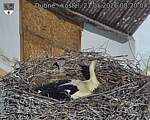 Capi_Dubne_20260521_082004.jpg
