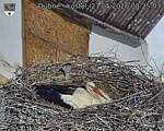 Capi_Dubne_20260521_082503.jpg