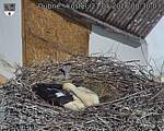 Capi_Dubne_20260521_083003.jpg