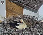 Capi_Dubne_20260521_084003.jpg