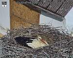 Capi_Dubne_20260521_084503.jpg