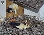 Capi_Dubne_20260521_085003.jpg