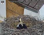 Capi_Dubne_20260521_085503.jpg