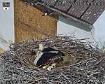 Capi_Dubne_20260521_090003.jpg
