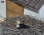 Capi_Dubne_20260521_090502.jpg