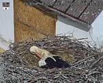 Capi_Dubne_20260521_091004.jpg