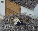 Capi_Dubne_20260521_091504.jpg