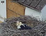 Capi_Dubne_20260521_092502.jpg