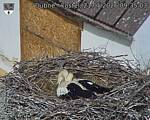 Capi_Dubne_20260521_093503.jpg