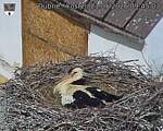 Capi_Dubne_20260521_094503.jpg