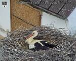 Capi_Dubne_20260521_095003.jpg