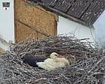 Capi_Dubne_20260521_100003.jpg