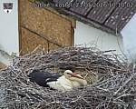 Capi_Dubne_20260521_101002.jpg