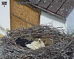 Capi_Dubne_20260521_102003.jpg