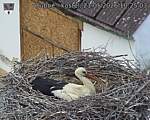 Capi_Dubne_20260521_102503.jpg
