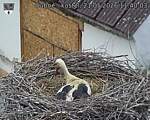 Capi_Dubne_20260521_114003.jpg