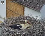 Capi_Dubne_20260521_122503.jpg