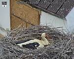 Capi_Dubne_20260521_124503.jpg