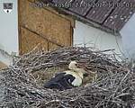 Capi_Dubne_20260521_130003.jpg