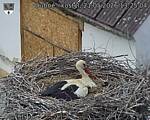 Capi_Dubne_20260521_132504.jpg