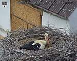 Capi_Dubne_20260521_133003.jpg