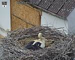 Capi_Dubne_20260521_134004.jpg