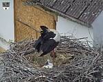 Capi_Dubne_20260521_135003.jpg