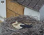 Capi_Dubne_20260521_135502.jpg