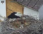 Capi_Dubne_20260521_140002.jpg