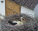 Capi_Dubne_20260521_145002.jpg