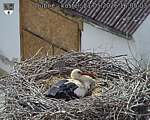 Capi_Dubne_20260521_160503.jpg
