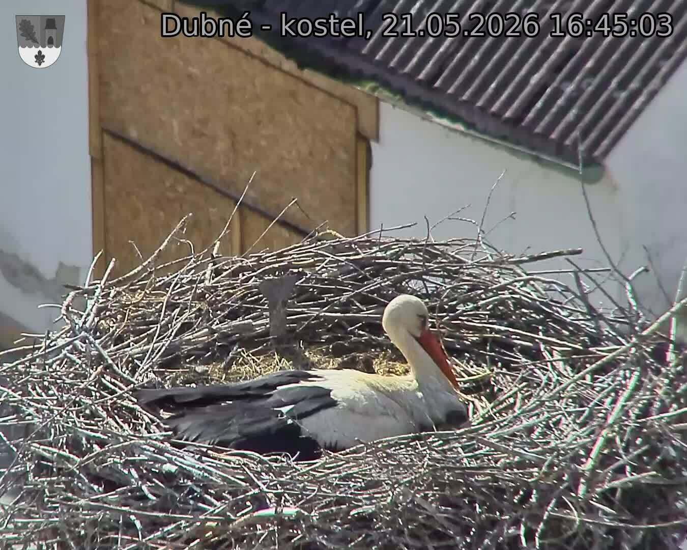 Capi_Dubne_20260521_164503.jpg (1350&nbsp;x&nbsp;1080)
