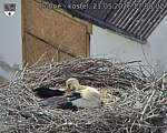 Capi_Dubne_20260521_170002.jpg