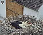 Capi_Dubne_20260521_170502.jpg